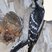 Downy Woodpecker
